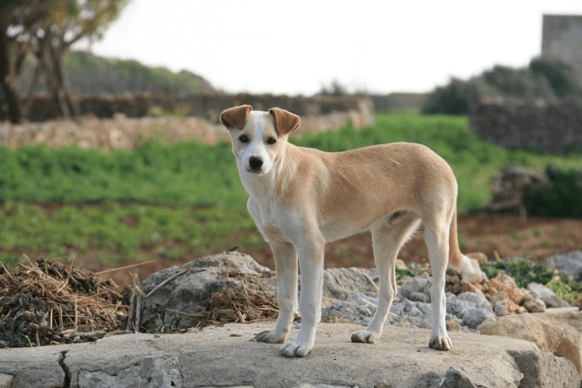 How to take care of stray animals during monsoon