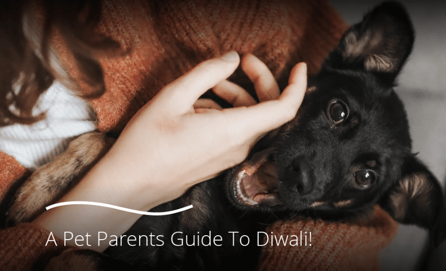 A Pet Parents Guide To Diwali!