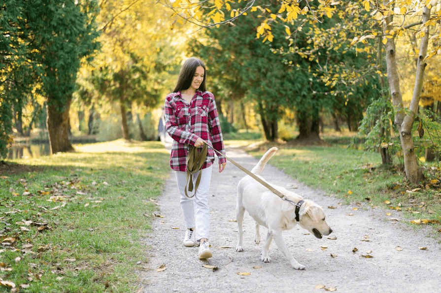 Top Tips For Walking Your Dog In Autumn