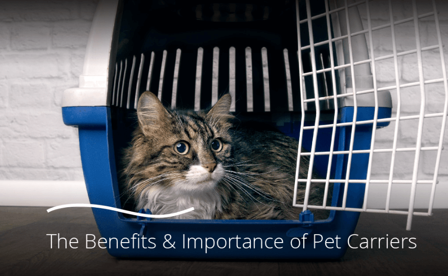 The Benefits & Importance of Pet Carriers