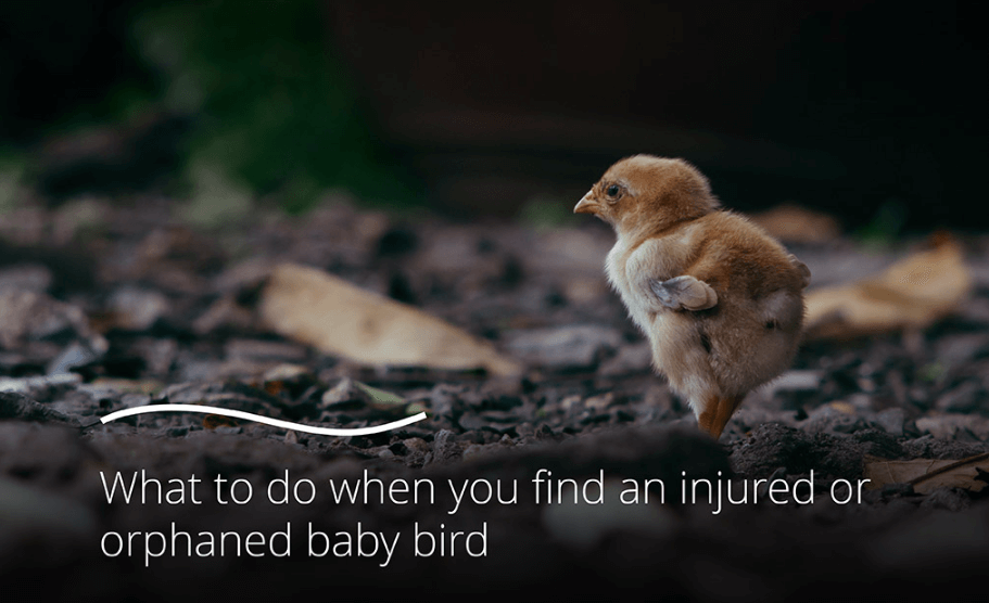 What to do when you find an injured or orphaned baby bird