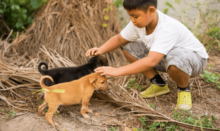 Easy ways to help the strays beat the summer heat