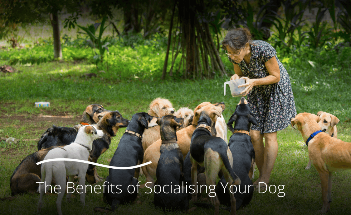 The Benefits of Socialising Your Dog