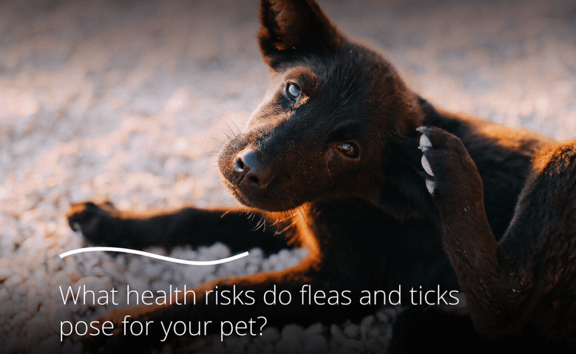 What health risks do fleas and ticks pose for your pet?