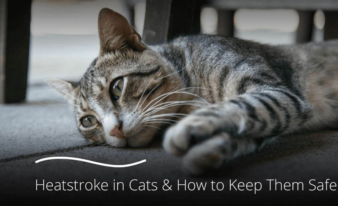 Heatstroke in Cats & How to Keep Them Safe