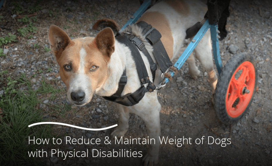 How to Reduce & Maintain Weight of Dogs with Physical Disabilities